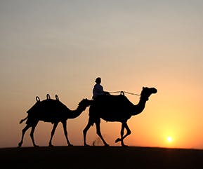 Dubai Camel Safari